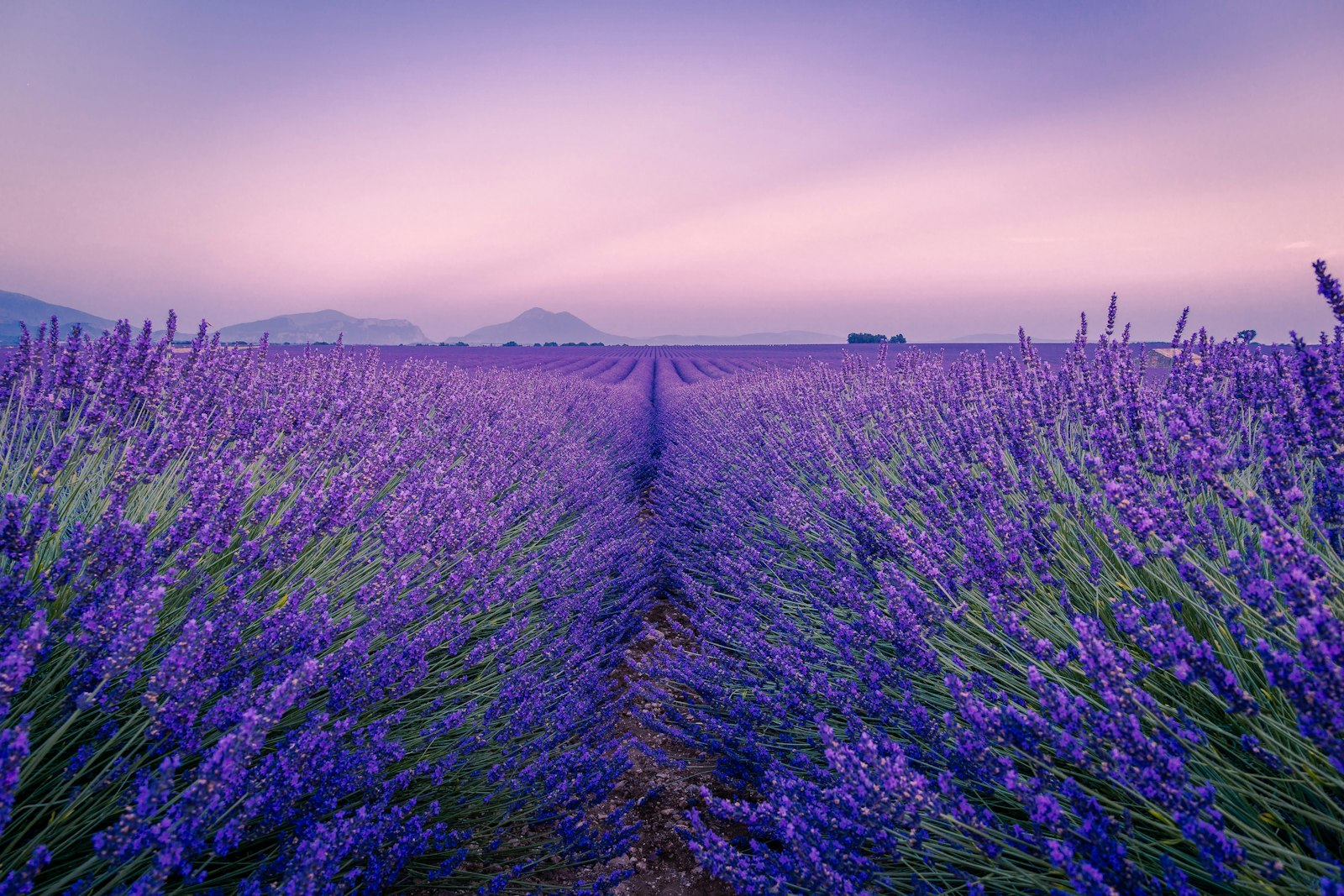 Campo di lavanda in fiore al tramonto