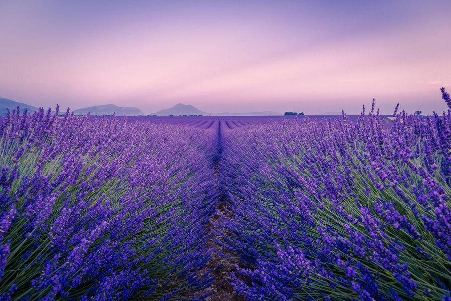 Campo di lavanda in fiore al tramonto