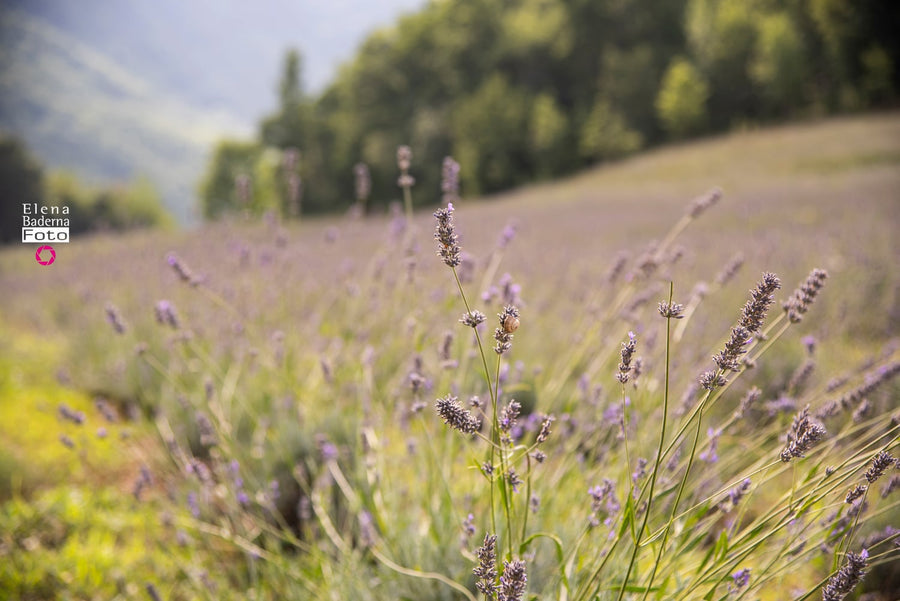 campo lavanda Piacenza Bobbio