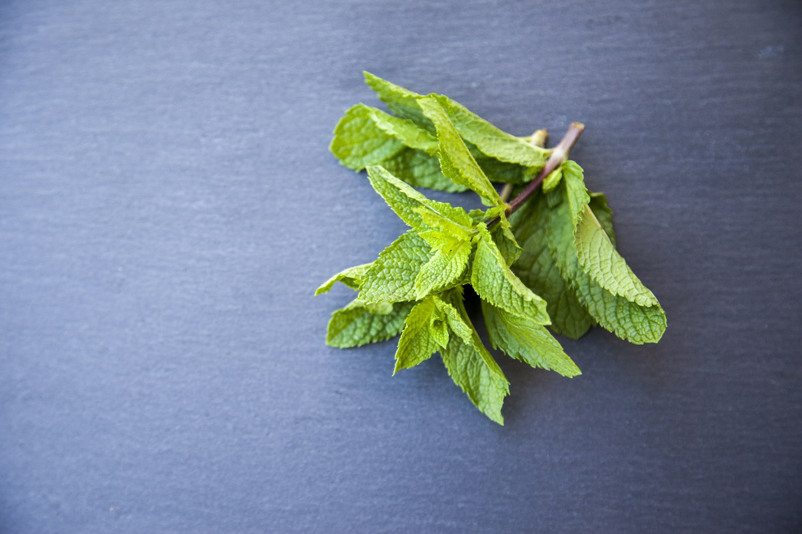 Foglie di menta verde fresca in primo piano