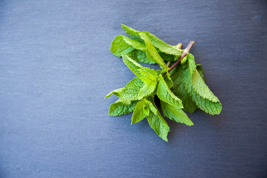 Foglie di menta verde fresca in primo piano