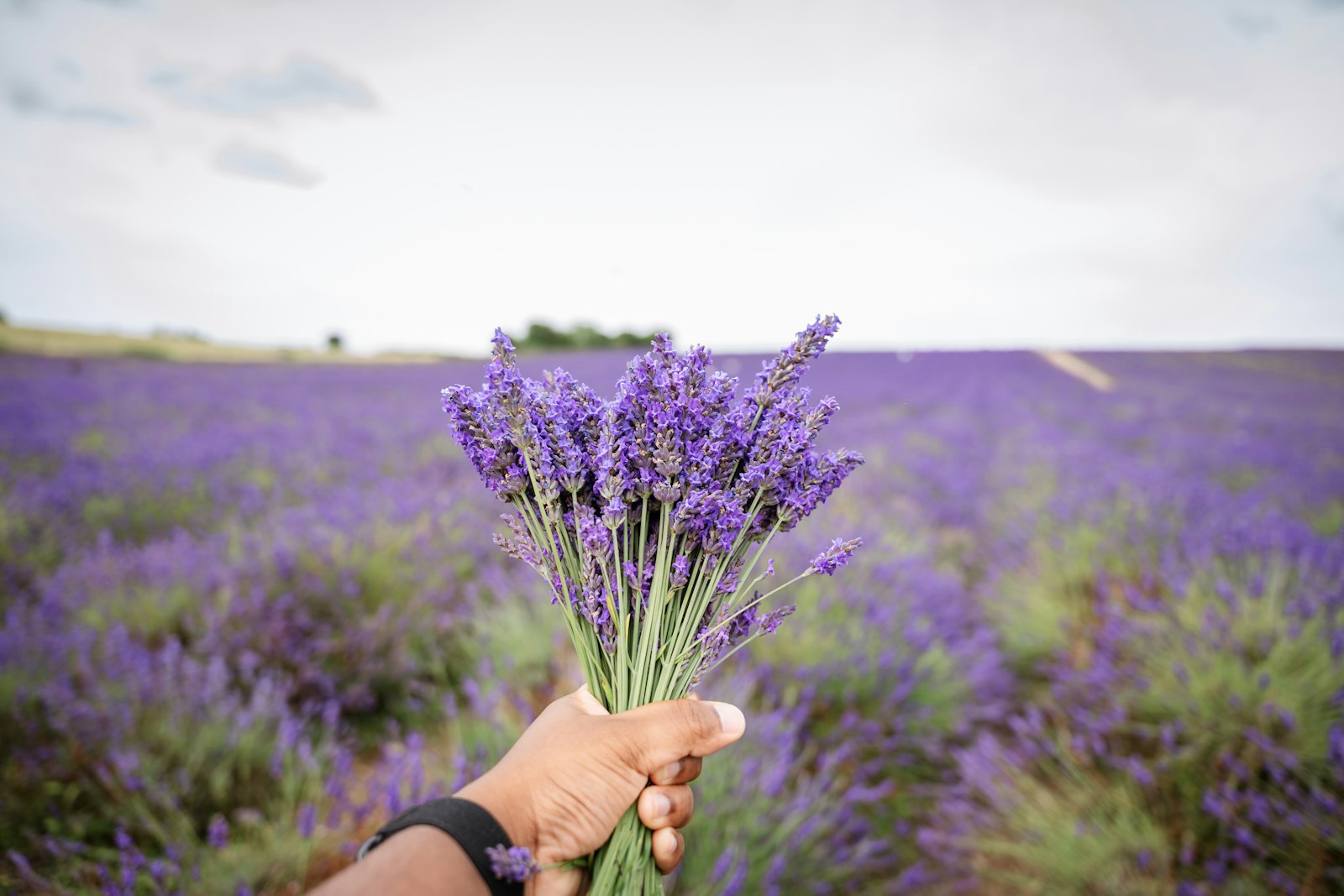 Mani che raccolgono mazzi di lavanda in un campo