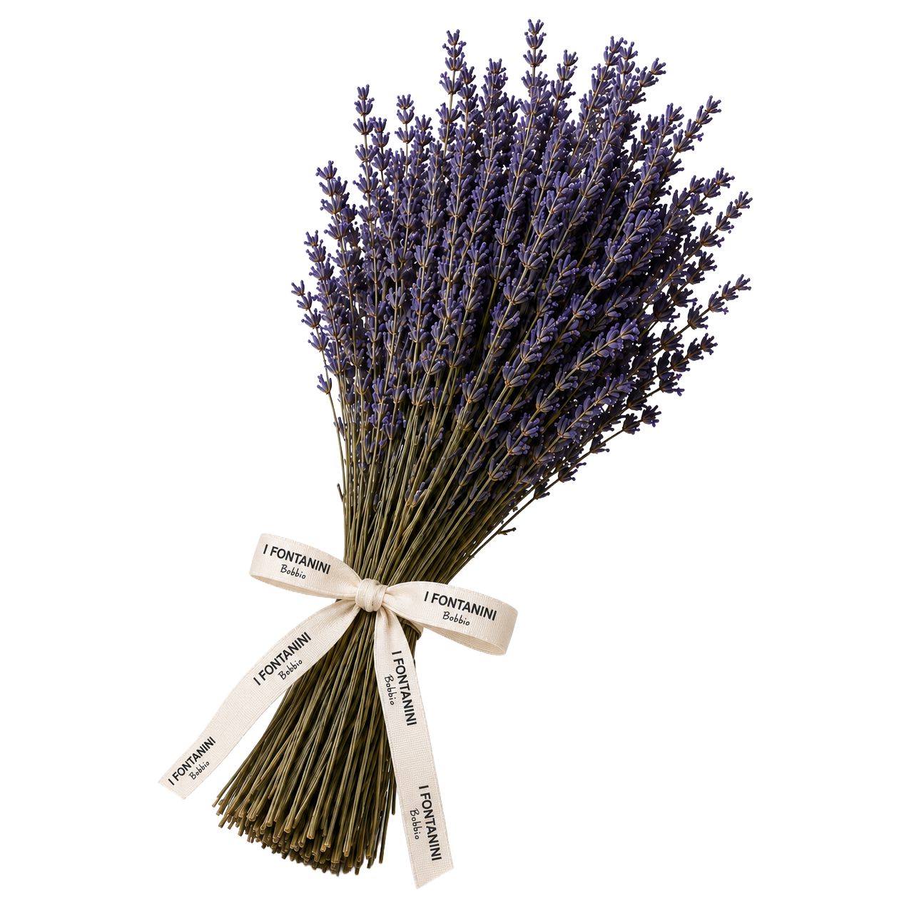 Mazzo lavanda essiccata