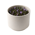 Fiori di zafferano in vaso