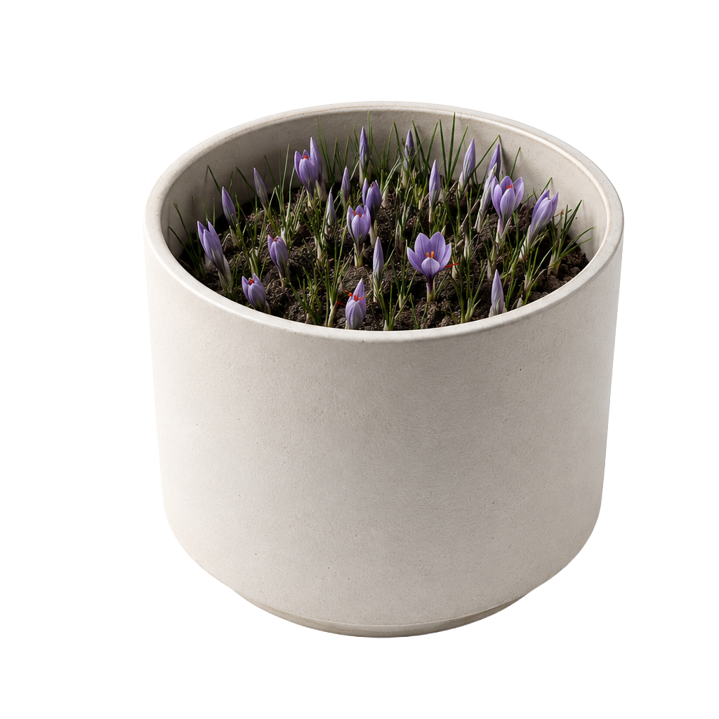 Fiori di zafferano in vaso
