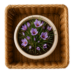 Fiori di zafferano in vaso